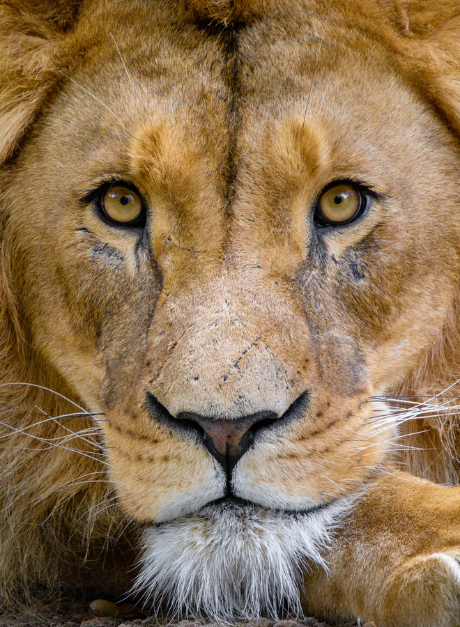 Lion Face