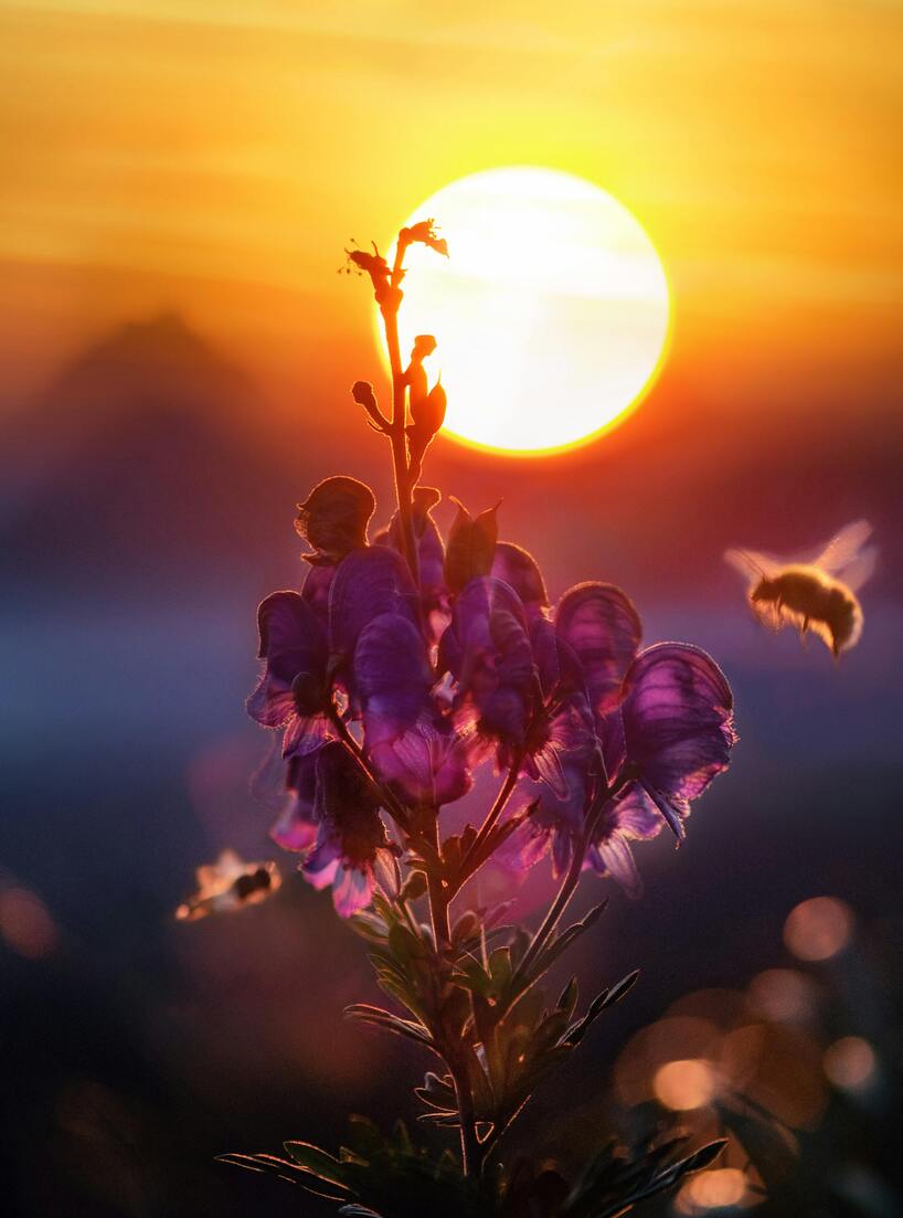 Bee in Sunshine